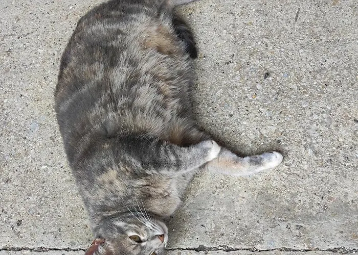 Coeur De Lys * Aire-sur-la-Lys